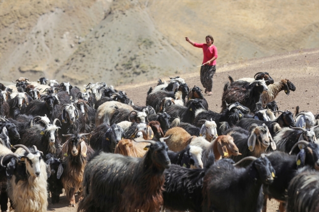 Yaylaların büyütüp beslediği insanlar çadırda yaşamlarını sürdürüyorlar